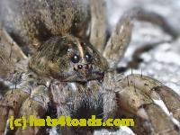 /home//u458753944/public_html/sourcegallery///////////////Insects and small critters/spiders and kin (Arachnida)/P4280740.JPG